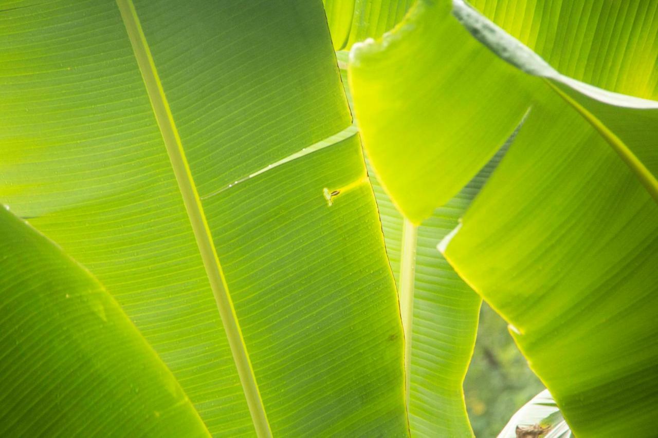 Eco Hotel El Columpio 살렌토 외부 사진
